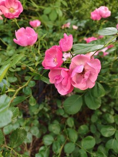 娇艳粉色月季花绽放