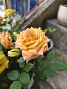 娇艳黄玫瑰绽放于户外