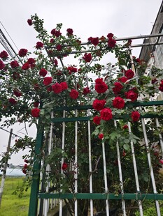 红蔷薇攀附绿色围栏绽放