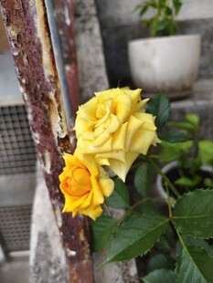 墙边绽放的两朵黄玫瑰