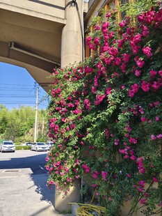 繁花攀附桥墩绽放美景