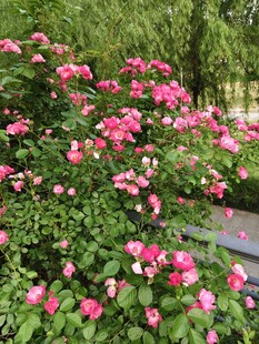 盛开的粉色花丛美景