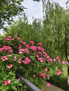 繁花盛开的绿植景观