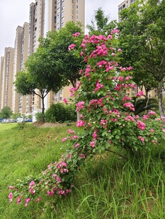 城市绿地中的绚烂花丛