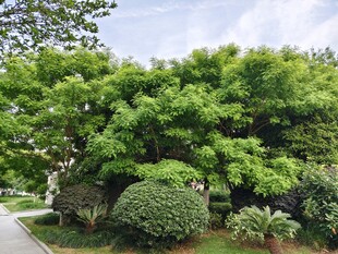 绿意盎然的园林景观