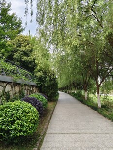 林荫小道绿意盎然的景致