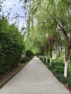 林荫小道绿意盎然