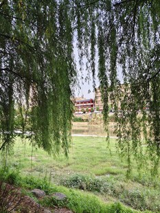 垂柳下的绿意盎然景致
