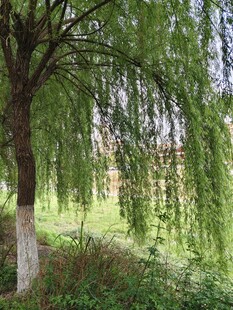 垂柳依依的绿意景致