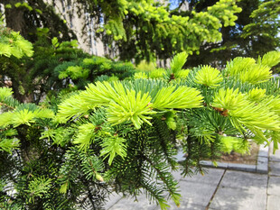 翠绿松树生机勃勃景象