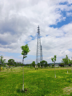 田野中的输电塔与绿树
