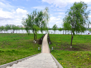 乡间小径旁的葱郁绿树