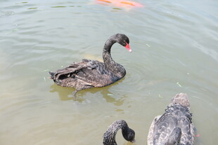 水中黑天鹅与同伴