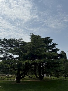 公园中的葱郁大树