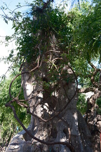 古树下的奇特石雕景观