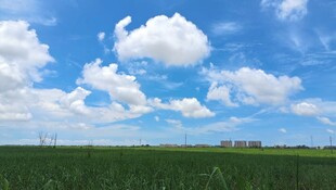 蓝天白云下的广袤绿野