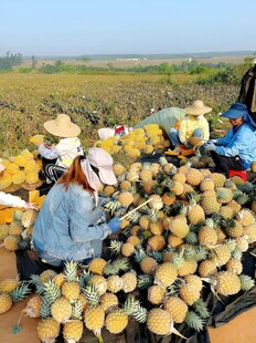 菠萝采摘
