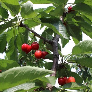 樱桃栽培