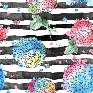 黑白条纹背景的水彩绣球花