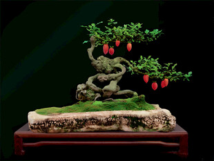 盆景 