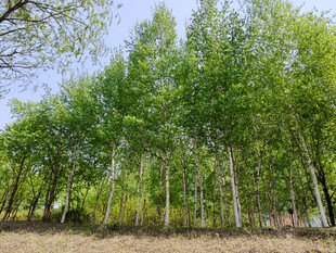 翠绿白杨林 清新自然景