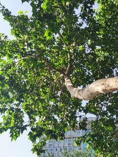 繁茂大树枝叶绿意盎然