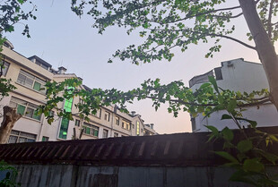 屋顶绿植与背景建筑景观