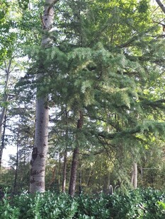 茂密森林中的高大树木