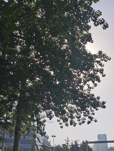 城市中高大的绿树景观