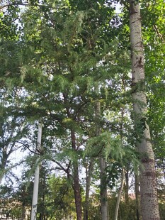 茂密树林绿意盎然