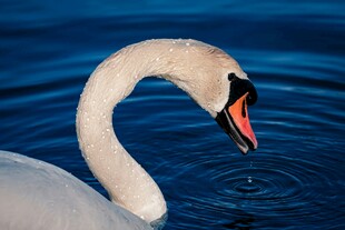 优雅天鹅水中低头觅食