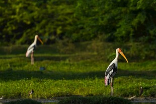 湿地中的长嘴鹳鸟