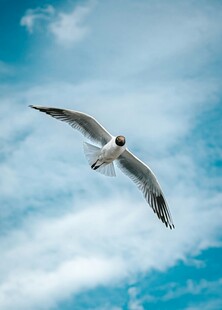 蓝天中翱翔的海鸥