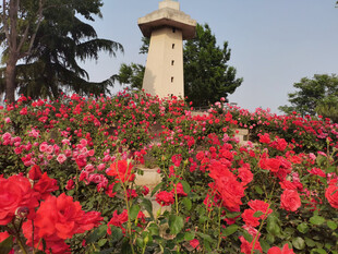 红色月季花园 蔷薇花园