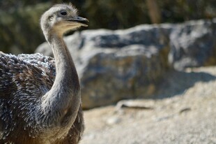 站立的鸵鸟