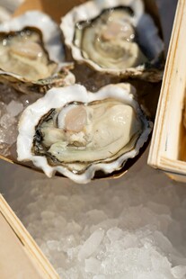 新鲜生蚝置于冰上展示