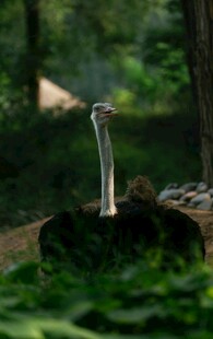森林中鸵鸟