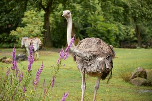草地上的鸵鸟与紫色花卉