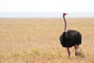 草原上独行的鸵鸟