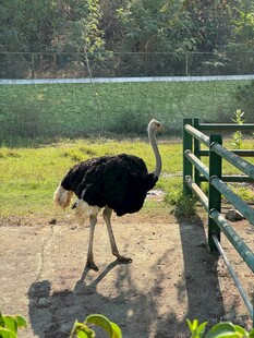 围栏边的鸵鸟