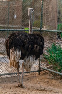 围栏中的鸵鸟