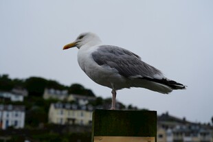 海鸥立于桩上眺望远方