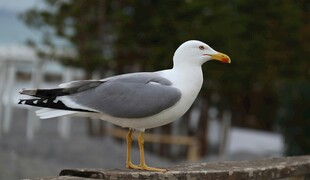 站在木栏上的灰白海鸥