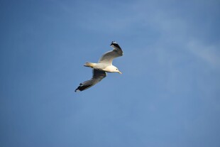 蓝天中翱翔的海鸥