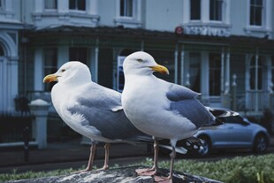 两只海鸥立于户外场景