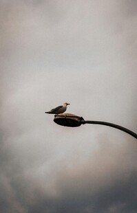 枝头小鸟于阴沉天空下