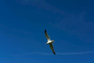 蓝天中翱翔的飞鸟