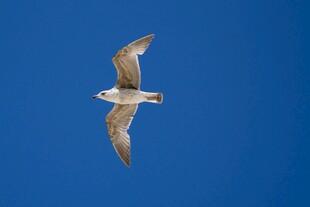 蓝天中翱翔的海鸥