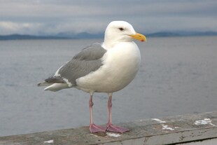 海鸥立于水边木板