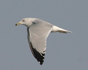 翱翔天际的海鸥